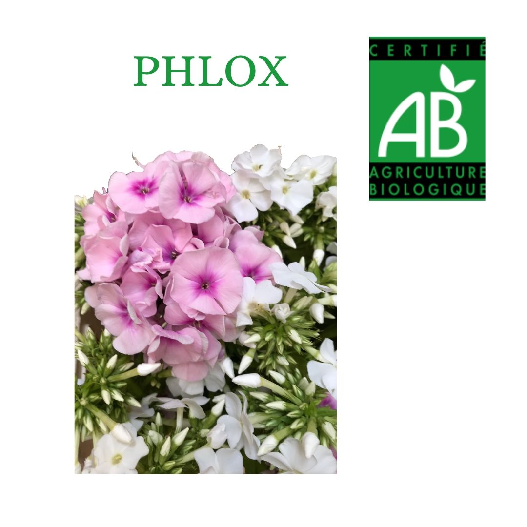 PHLOX BLANC ET ROSE 60 PRODUCTION BIO